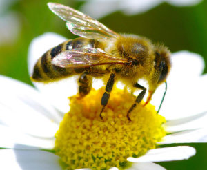 Bienenfreundliche Pflanzen - Das Lexikon f&uuml;r Balkon, Garten und andere Pflanzenorte